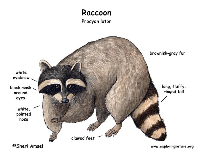 792x612 Raccoon Diagram.jpg