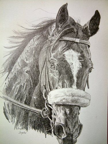 376x500 Print Of Zenyatta, Race Horse Portrait' Is Going Up For Auction