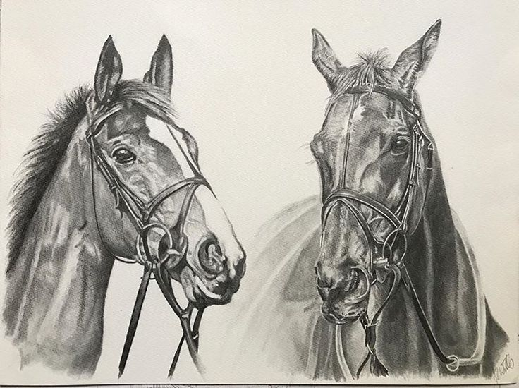 736x550 269 Best Race Horses In Art Kauto Star And Denman Images