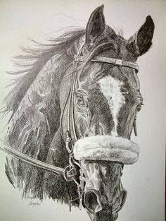 236x313 Race Horse Drawing