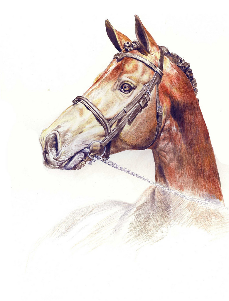 780x1024 The World's Most Recently Posted Photos Of Drawing And Racehorse