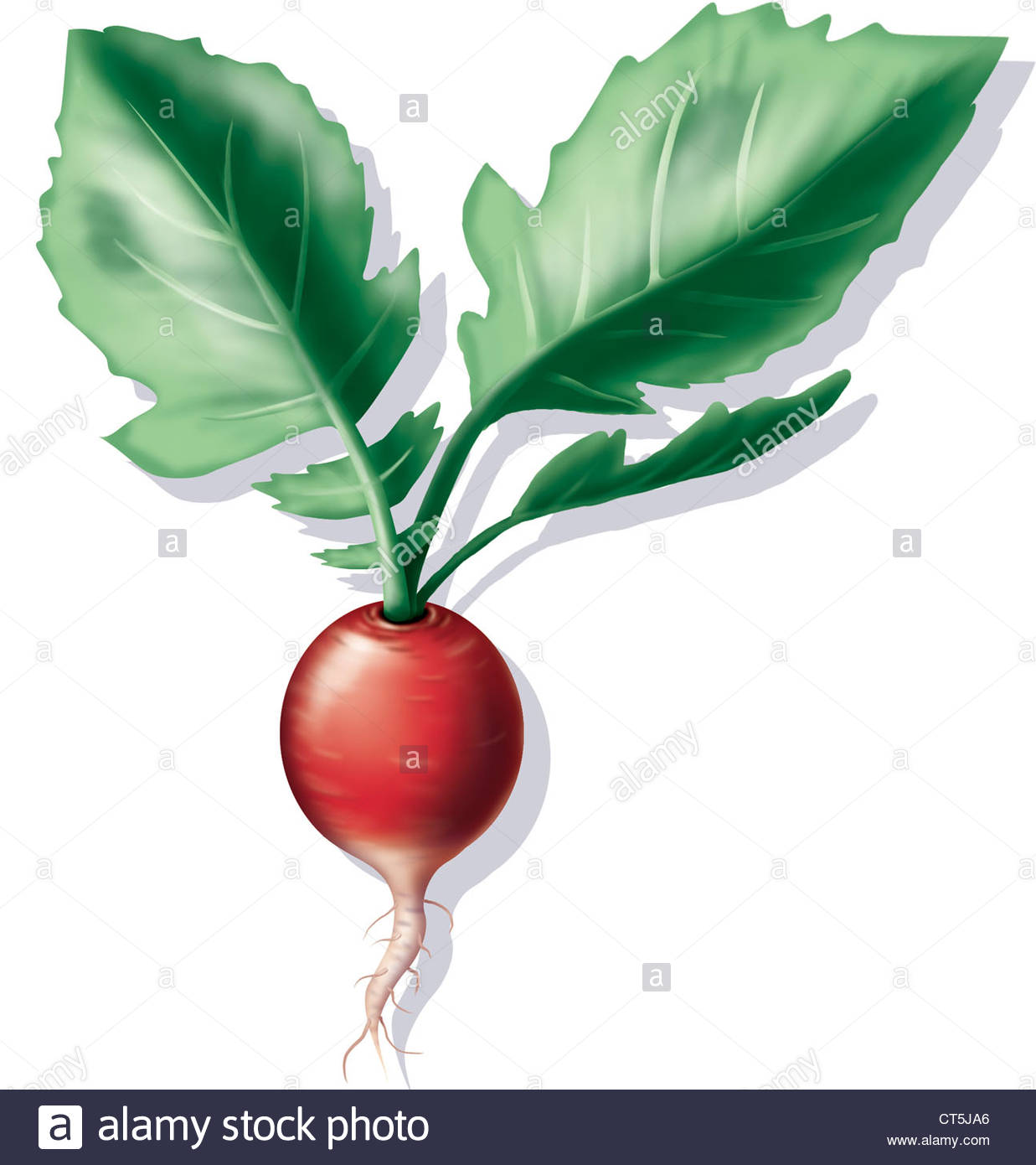 1237x1390 Radish, Drawing Stock Photo 49296638