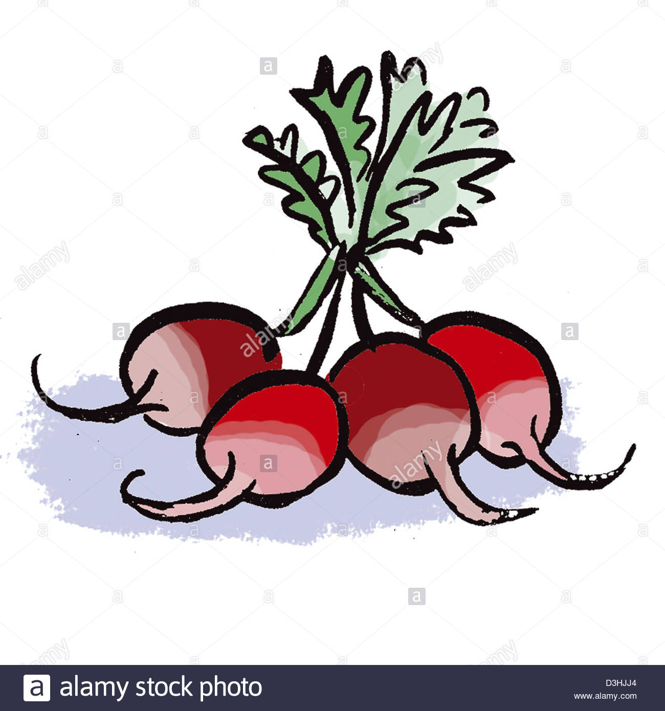 1300x1390 Radish, Drawing Stock Photo 53862876