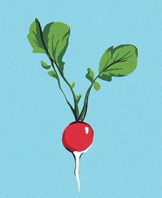 236x289 The French Breakfast Radish