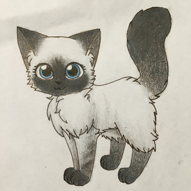 640x640 This Is A Drawing Of My Fluffy Little Kitten!she's A Blue Point