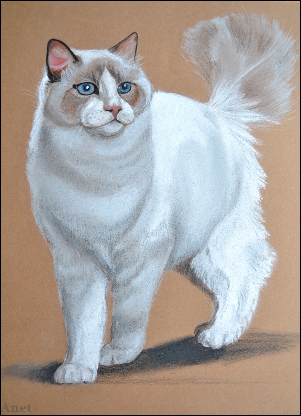 606x837 Drawing Ragdoll Cat By Ennete