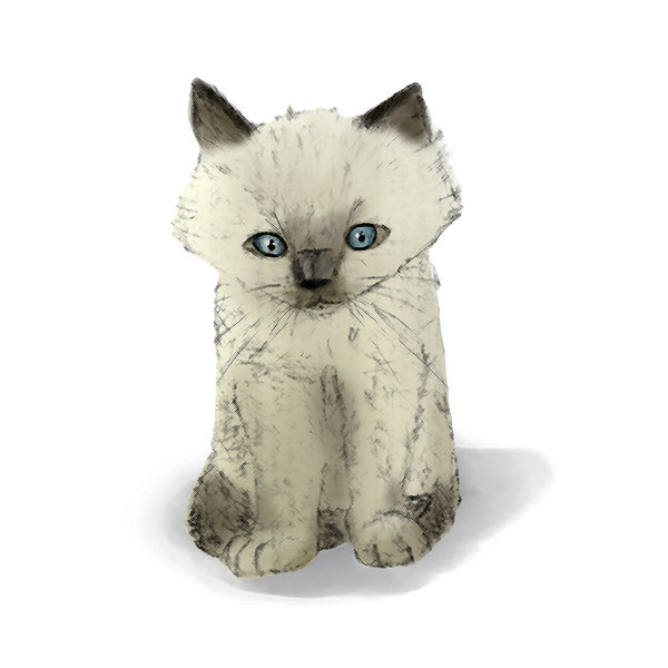 600x600 Ragdoll Kitten By Whitephoenixslash