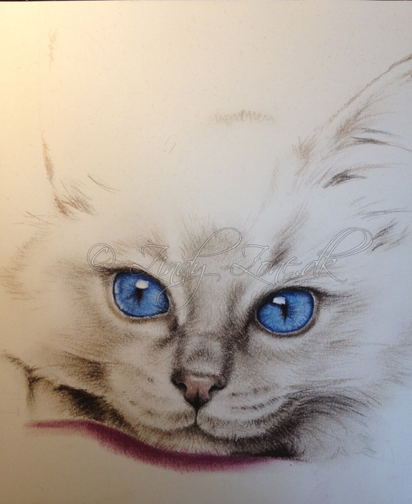 600x734 Zindy Zone.dk