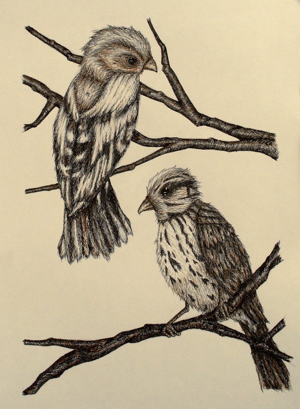 600x817 Birds Life Drawing By Cherry Ragdoll