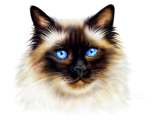 Ragdoll Drawing at GetDrawings | Free download