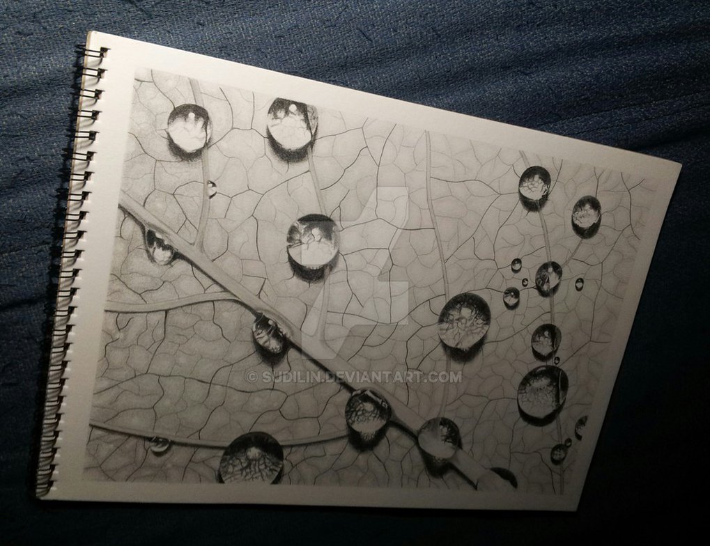 1019x784 Raindrops Leaf By Sudilin