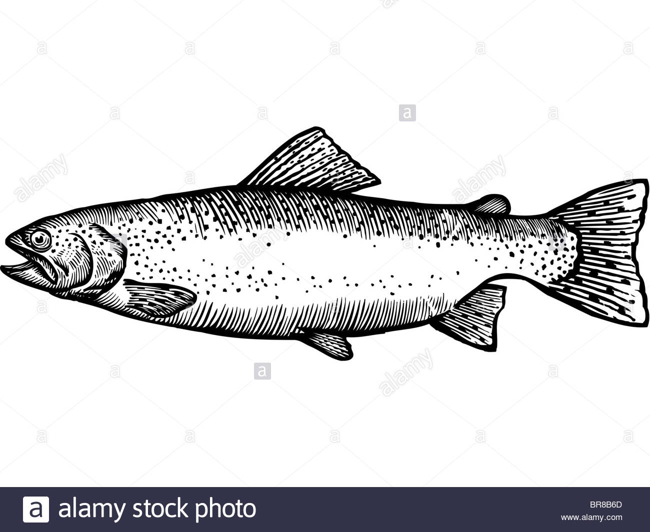 1300x1065 A Black And White Drawing Of A Rainbow Trout Stock Photo 31531877