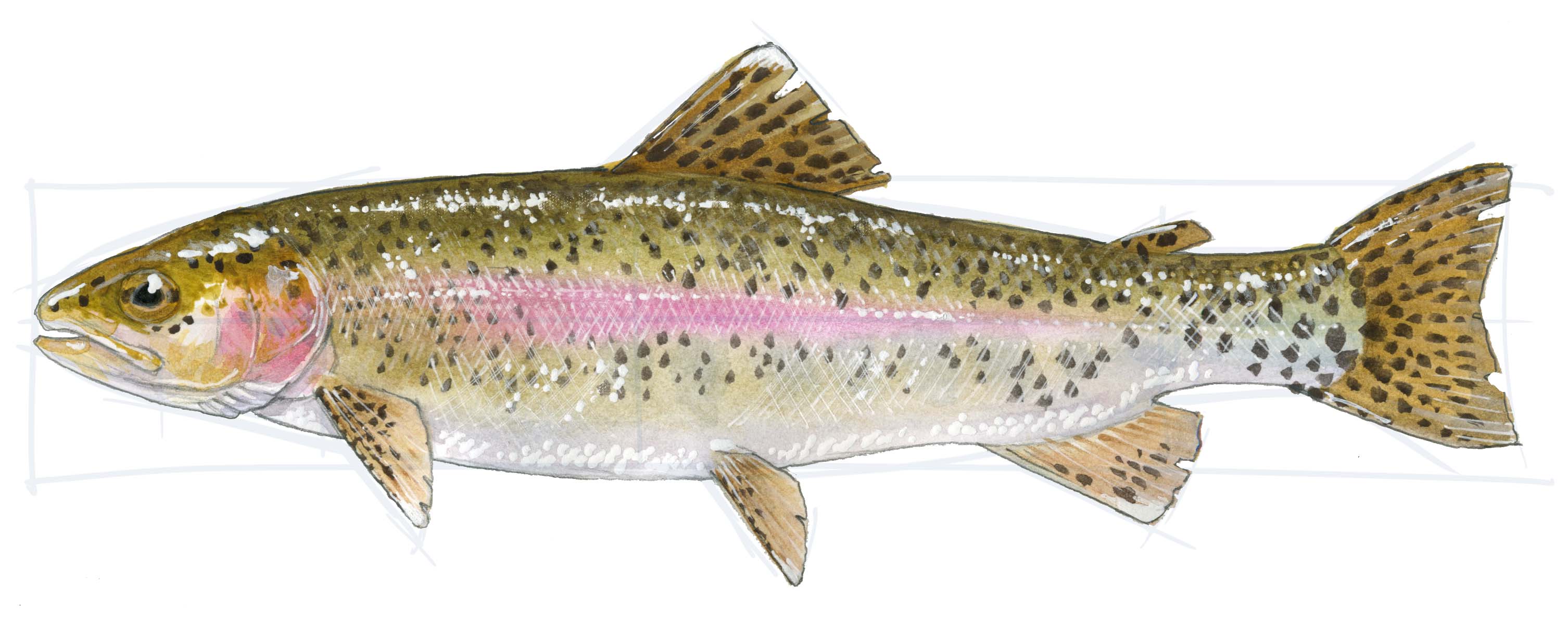 3012x1191 How To Draw A Trout Step By Step