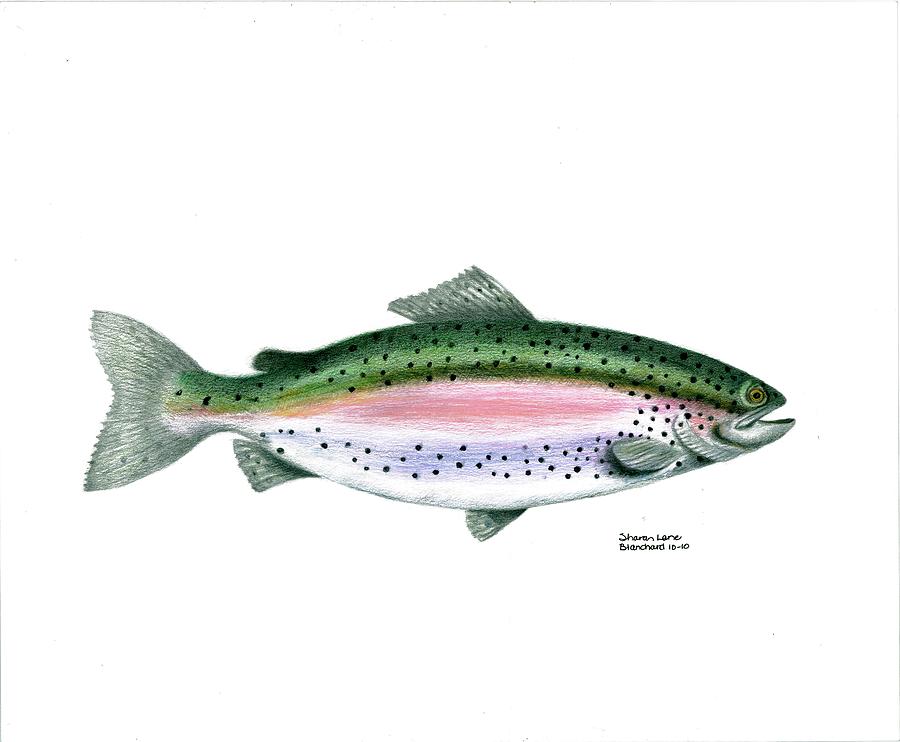 900x742 Wallace Brantley Sport Fishing Series Rainbow Trout Drawing By