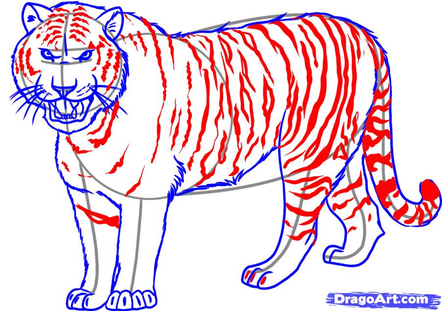 903x636 How To Draw A Siberian Tiger Step 6 Drawing