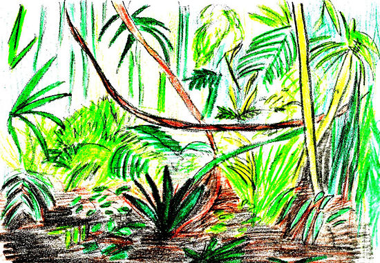 550x381 How To Draw A Rainforest Scene 9 Steps (With Pictures)