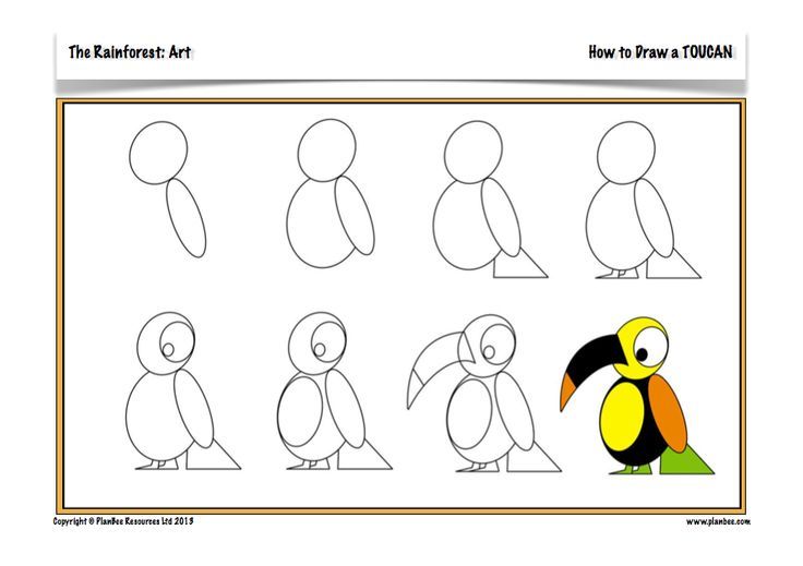 736x519 Teach Your Children How To Draw Adorable Rainforest Animals