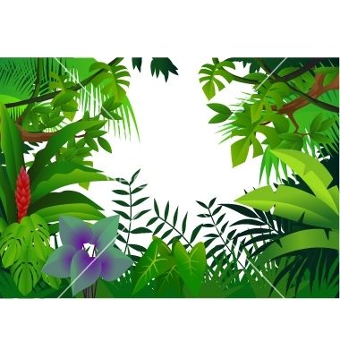 380x400 Tropical Rainforest Animals Drawing Tropical Rain Forest Vector