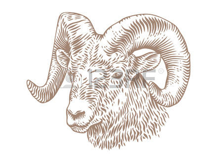 450x318 Ram Head Stock Photos. Royalty Free Business Images