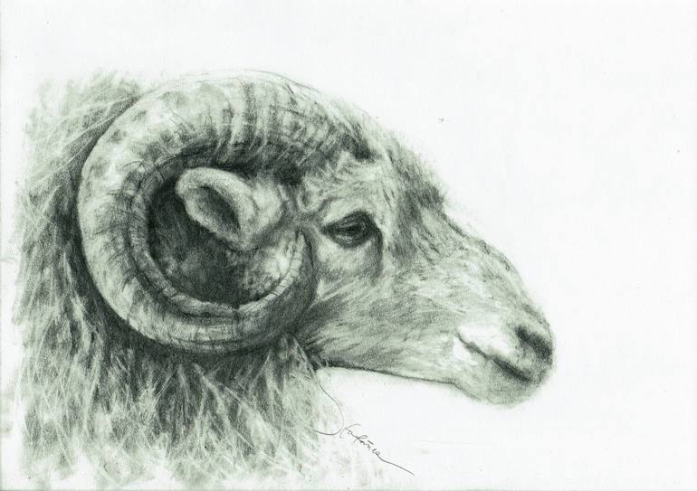 770x543 Saatchi Art Ram Profile Drawing By Jv