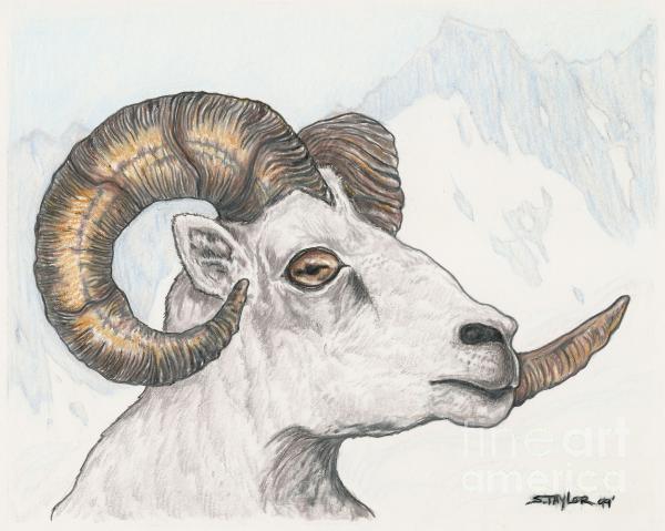 600x479 Ram Drawing Pictures Only Astrology Drawing