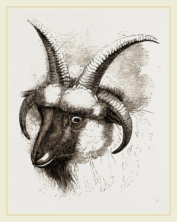 720x900 Head Of Four Horned Ram Drawing By Litz Collection