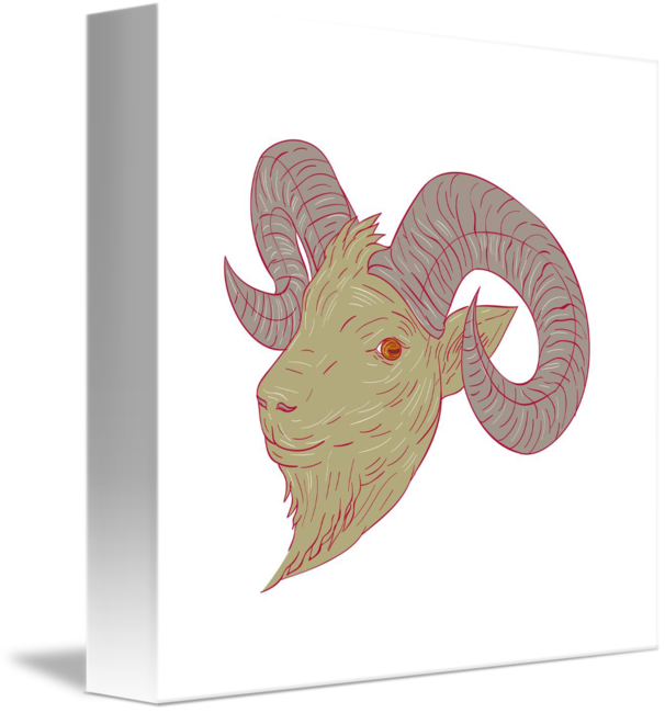 606x650 Mountain Goat Ram Head Drawing By Aloysius Patrimonio