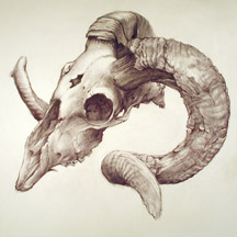 216x216 Moose Skull Drawing Ram Skull Skulls Skull