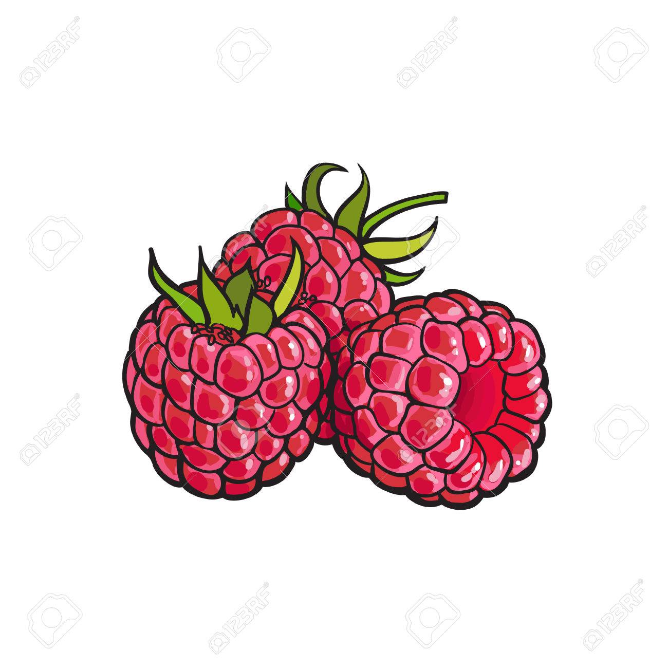 1300x1300 Ripe Red Raspberry, Realistic Drawing Vector Illustration Isolated