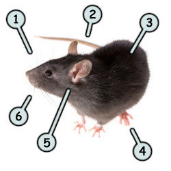 250x250 Drawing Cartoon Rats