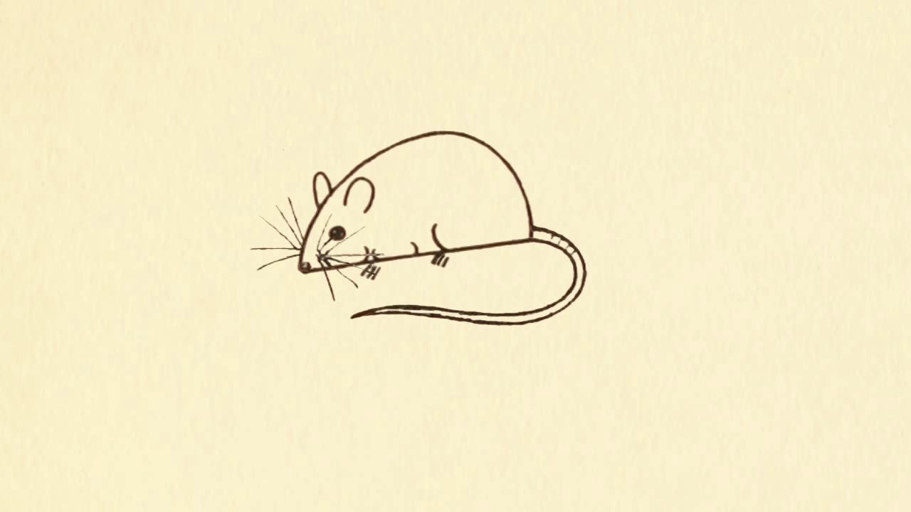 1280x720 How To Draw Simple Rat