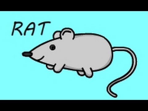 480x360 How To Draw A Rat I Kids Learning Video