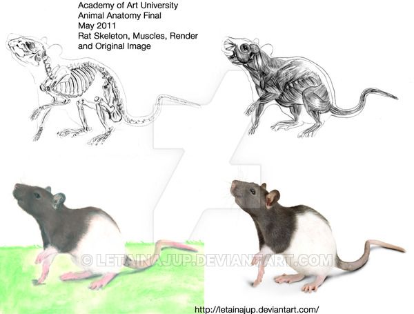 rat-drawing-at-getdrawings-free-download