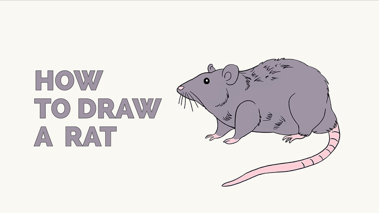 rat-drawing-at-getdrawings-free-download