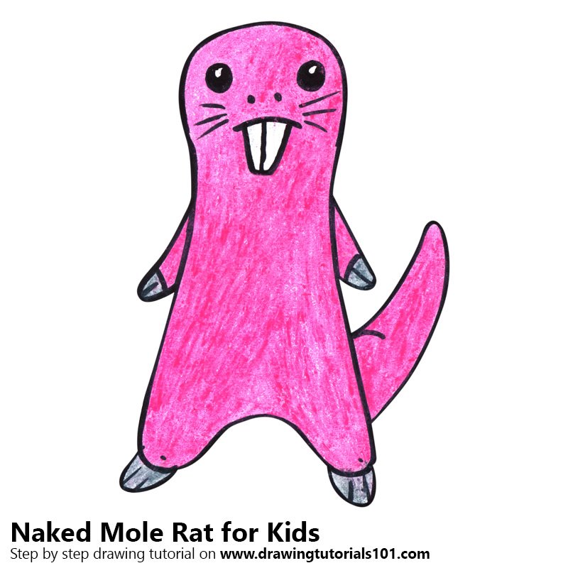 800x800 Learn How To Draw A Naked Mole Rat For Kids (Animals For Kids