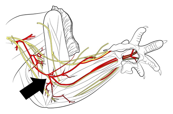 600x396 The Drawing Displays The Rat's Anatomy Of The Upper Extremity