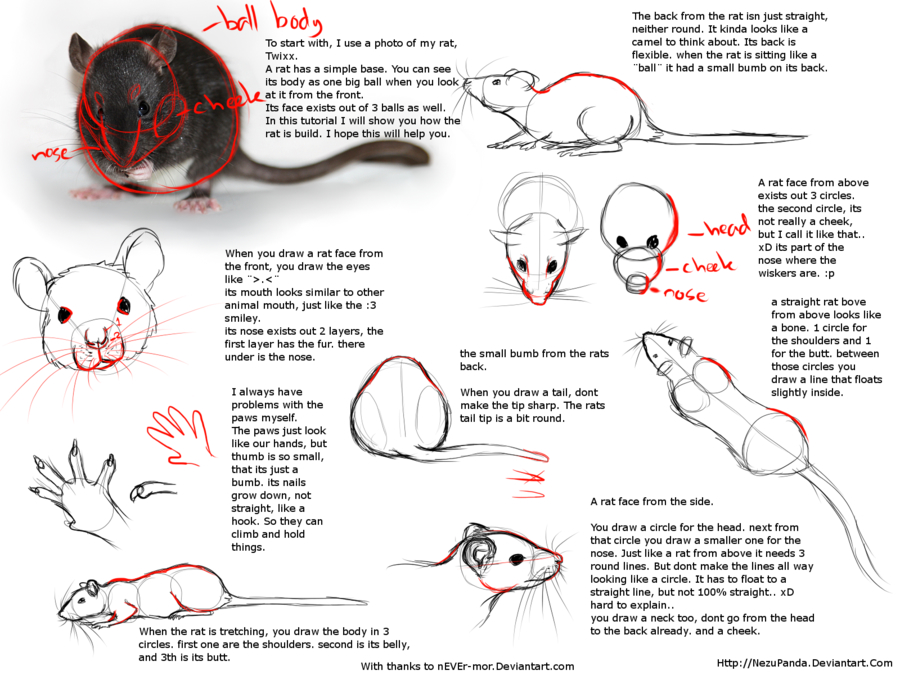 900x675 Pin By Rebecca Allan On Drawing Rats