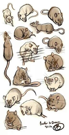 288x557 Rat Drawings Drawing Stuff