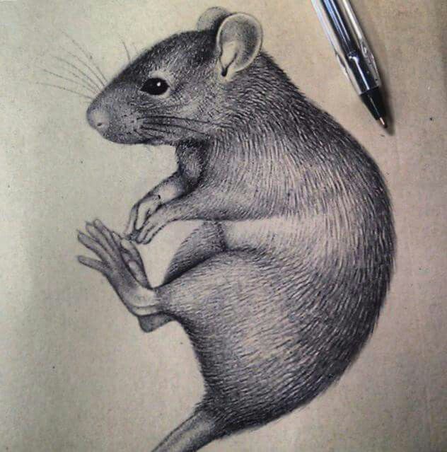 632x639 Amazingly Realistic Ink Drawing Of Rat Parker Rats