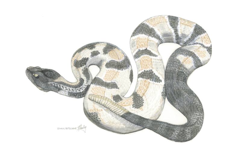 770x499 Saatchi Art Timber Rattlesnake