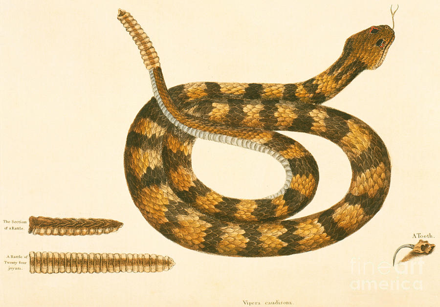 900x628 Rattlesnake Drawing By Mark Catesby