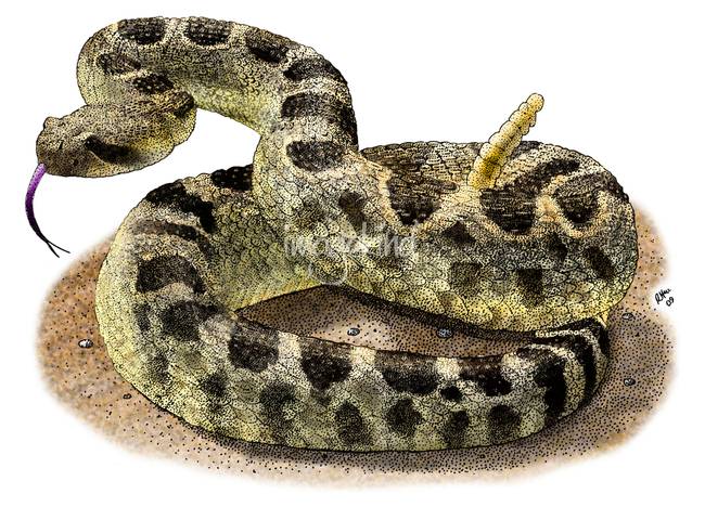 650x468 Stunning Rattlesnake Drawings And Illustrations For Sale On Fine