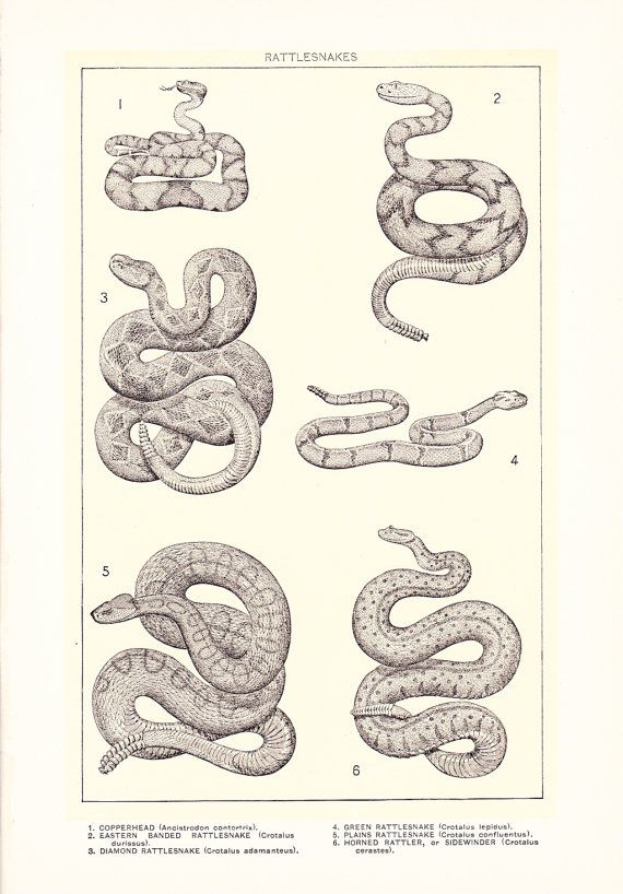 570x818 14 Best Illustrations Of Rattlesnakes Images