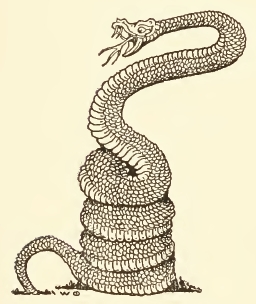 256x304 Filecoiled Snake Drawing.jpg