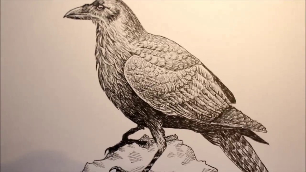 1280x720 Drawing A Raven