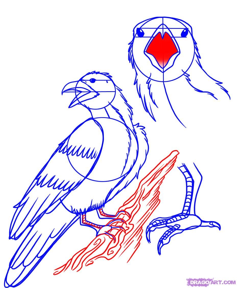 929x1130 How To Draw A Raven, Step By Step, Birds, Animals, Free Online