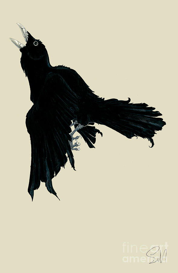589x900 Black Raven Drawing By Nils Leemans