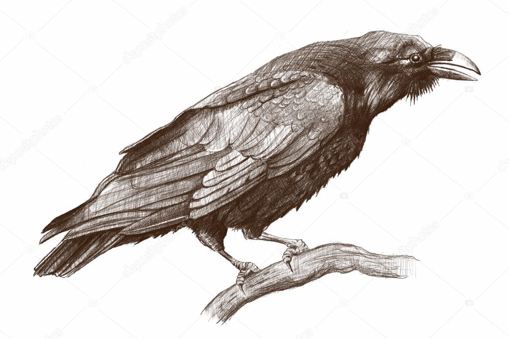 1023x682 Raven Drawing Stock Photo Modera761101