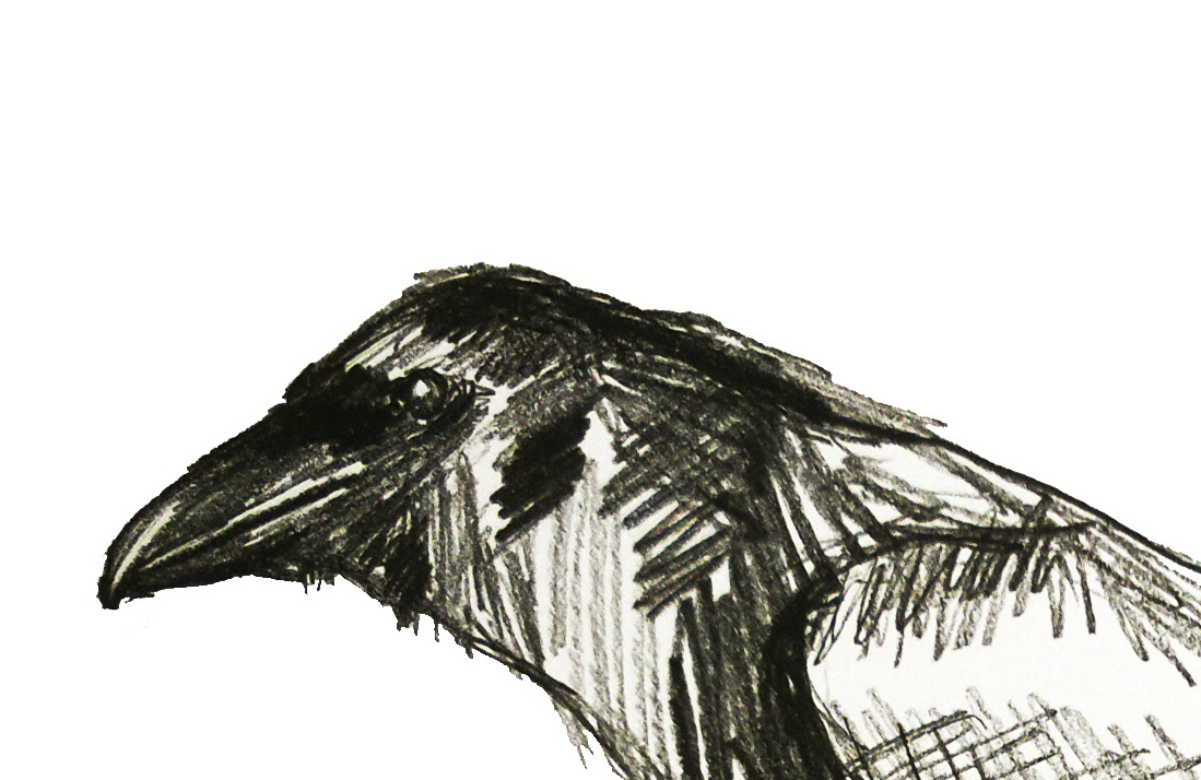 Raven Pencil Drawing at GetDrawings | Free download