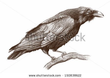 450x320 Raven Pencil Drawing Raven By Modera761101, Via Shutterstock